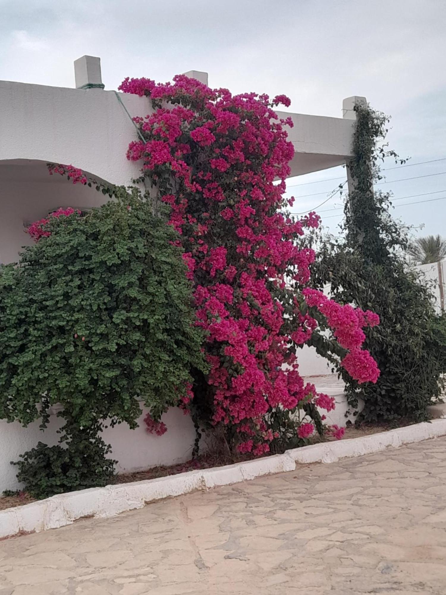 Residence Nour Дуз Екстериор снимка