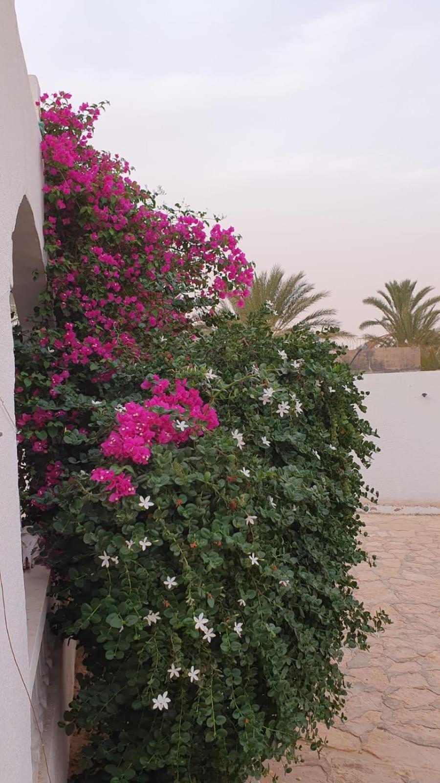 Residence Nour Дуз Екстериор снимка